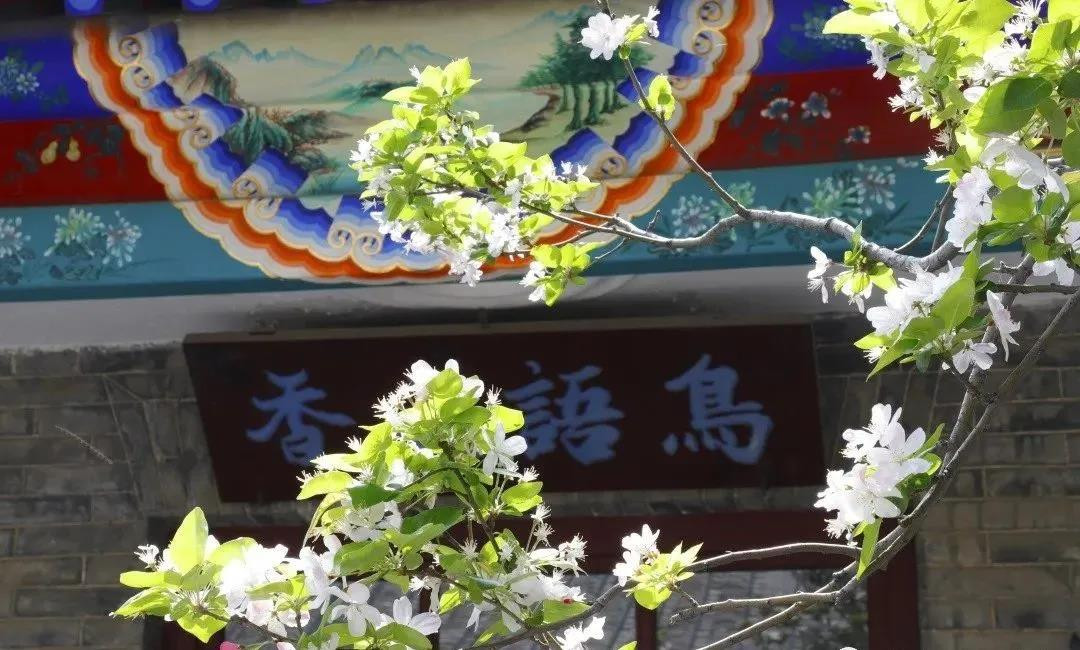 賞花地圖——最美三月天，帶你走進(jìn)濟(jì)寧的花花世界
