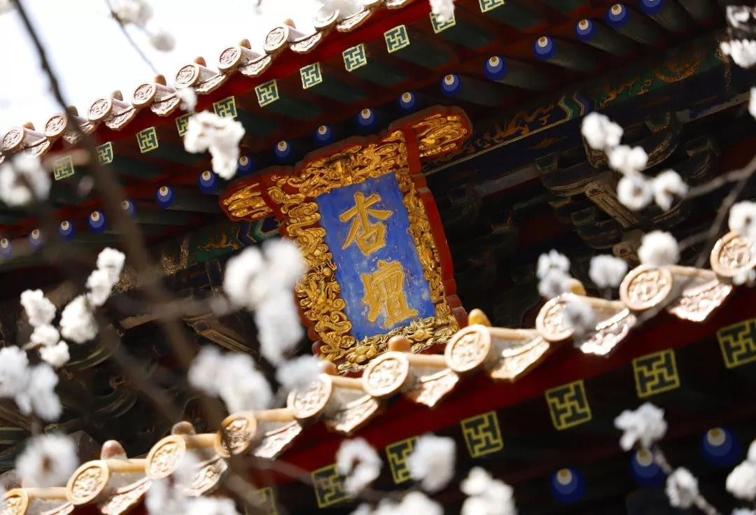 春日三孔 | 杏花微雨后，春色滿圣城，在三孔里尋找春天
